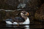 Horned Puffin 14-4682